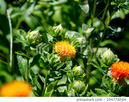 Safflower Safflower 104778084