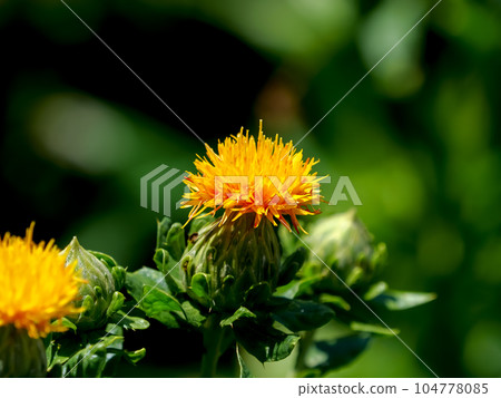 Safflower 104778085