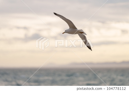 Big white seagull flying over the mediterranean sea near Nice, France Big white seagull flying over the mediterranean sea near Nice, France 104778112