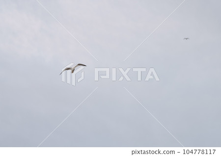 Seagull flying in the sky over mediterranean sea Seagull flying in the sky over mediterranean sea 104778117