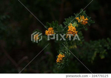 Medicago arborea blossom with copy space background 104778125