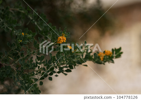 Medicago arborea blossom with copy space background 104778126