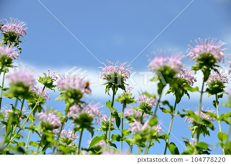 野生佛手柑（佛手柑） 104778220