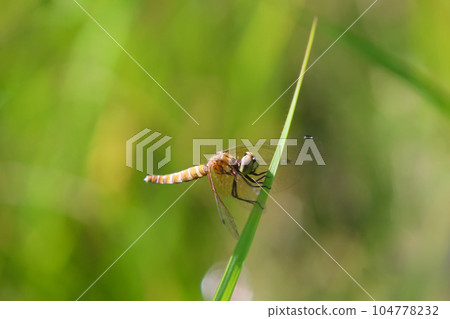 A female Hatchou dragonfly just after emergence 104778232