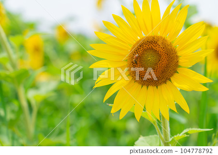 Sunflower/summer image Sunflower/summer image 104778792