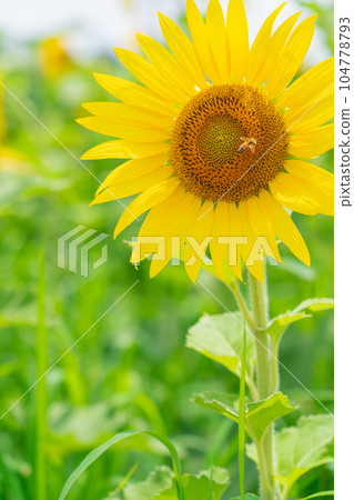 Sunflower/summer image Sunflower/summer image 104778793