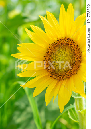 向日葵/夏天圖像 104778800