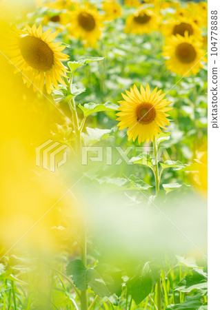 向日葵/夏天圖像 向日葵/夏天圖像 104778888