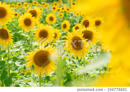 向日葵/夏天圖像 向日葵/夏天圖像 104778891