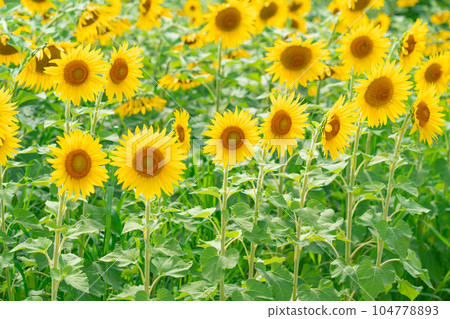 向日葵/夏天圖像 向日葵/夏天圖像 104778893