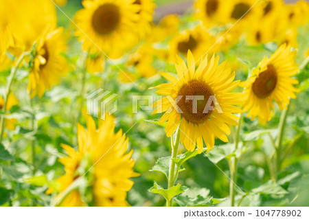 Sunflower/summer image Sunflower/summer image 104778902