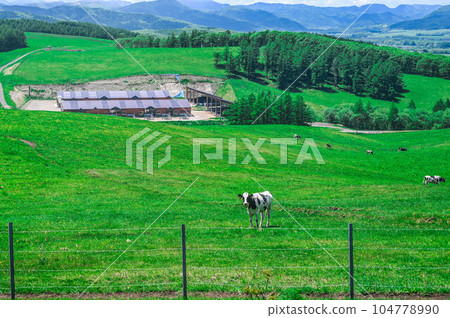900 grassland in Teshikaga town 900 grassland in Teshikaga town 104778990