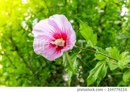 Korean national flower in the name Rose of Sharon or Mugunghwa flower Korean national flower in the name Rose of Sharon or Mugunghwa flower 104779258