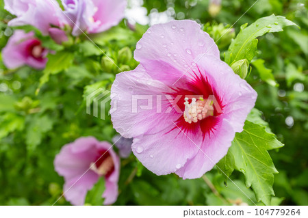 Korean national flower in the name Rose of Sharon or Mugunghwa flower Korean national flower in the name Rose of Sharon or Mugunghwa flower 104779264