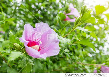 Korean national flower in the name Rose of Sharon or Mugunghwa flower Korean national flower in the name Rose of Sharon or Mugunghwa flower 104779265