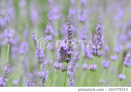 美麗的薰衣草 美麗的薰衣草 104779353
