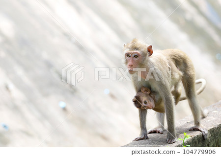 The family Monkey is stay in front of forest The family Monkey is stay in front of forest 104779906