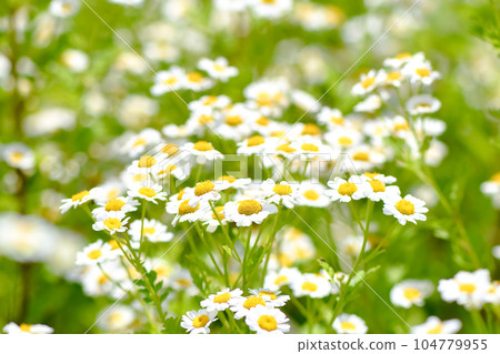 Feverfew Feverfew 104779955
