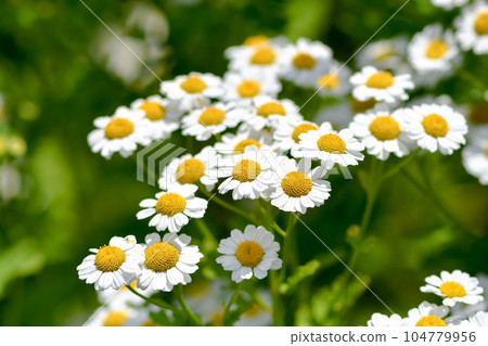 Feverfew Feverfew 104779956