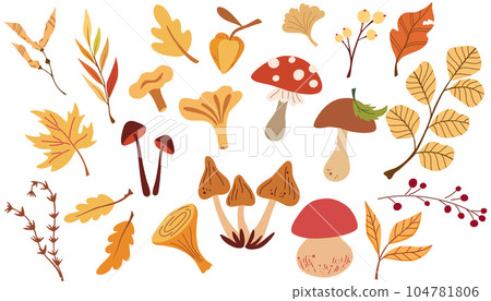 Autumn leaves, mushrooms and berries. Set of different mushrooms, fly agaric, white, toadstools, berries, maple leaves, acorns, dry herbs. Vector illustration 104781806