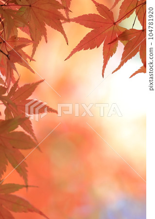 Momiji stained red 104781920