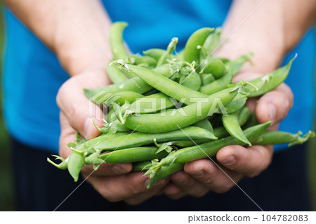 a man holds a fresh sweet peas in his hands, close-up a man holds a fresh sweet peas in his hands, close-up 104782083