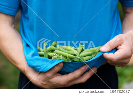 a man holds a fresh sweet green peas, close-up 104782087
