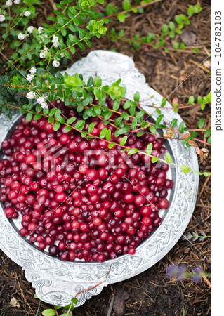 Ripe juicy cranberries in a metal tray on a bed of cranberries Ripe juicy cranberries in a metal tray on a bed of cranberries 104782103