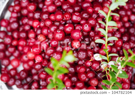 Ripe juicy cranberries with twigs, close-up Ripe juicy cranberries with twigs, close-up 104782104