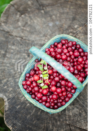 sour cranberries in a blue wicker basket on a stump in the garden sour cranberries in a blue wicker basket on a stump in the garden 104782121