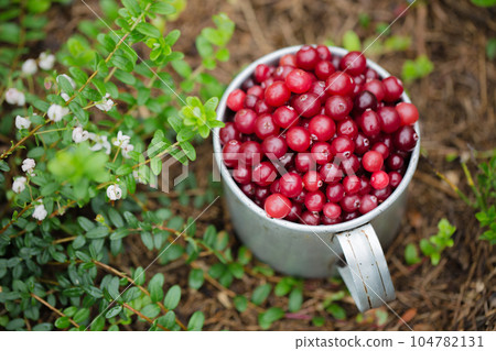cranberry in vintage metal cup on dark background cranberry in vintage metal cup on dark background 104782131