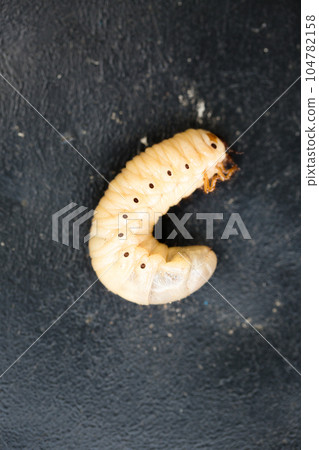 Large larva of the Maybug on a black background Large larva of the Maybug on a black background 104782158