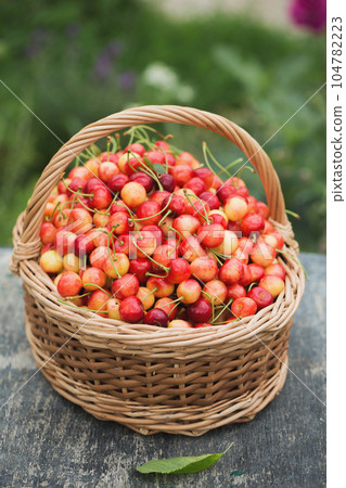 A large wicker basket with sweet cherries on the grass in the garden 104782223