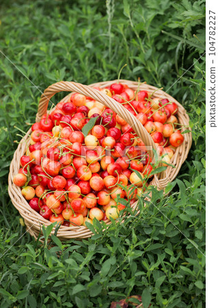 A wicker basket with ripe cherries on the grass in the garden A wicker basket with ripe cherries on the grass in the garden 104782227