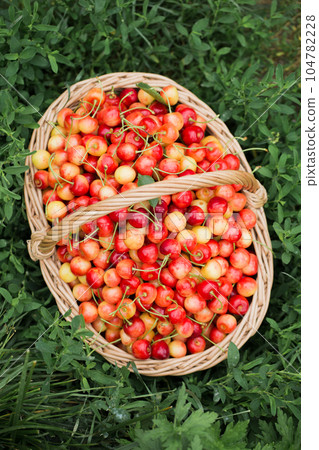 A large basket with sweet cherries on the grass in the garden A large basket with sweet cherries on the grass in the garden 104782228