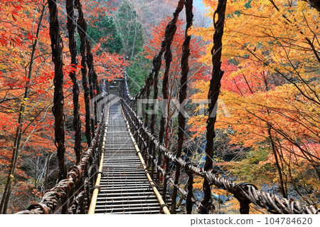 [Tokushima Prefecture] Double Kazura Bridge with autumn leaves in the early morning (Okuiya) 104784620