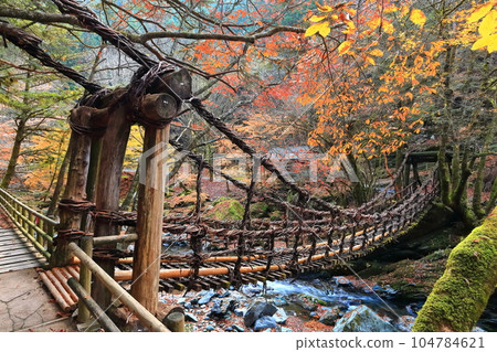 [Tokushima Prefecture] Double Kazura Bridge with autumn leaves in the early morning (Okuiya) 104784621