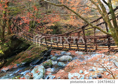 [Tokushima Prefecture] Double Kazura Bridge with autumn leaves in the early morning (Okuiya) 104784622