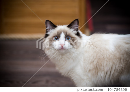 Young beautiful purebred Ragdoll cat at home Young beautiful purebred Ragdoll cat at home 104784896