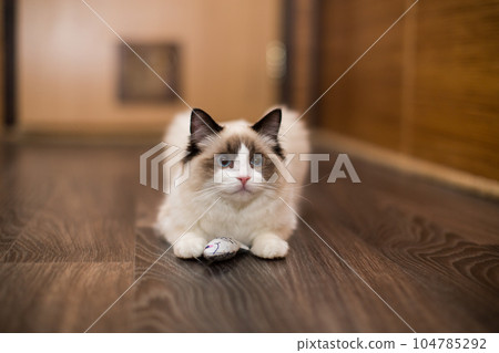 Beautiful young white purebred Ragdoll cat with blue eyes 104785292