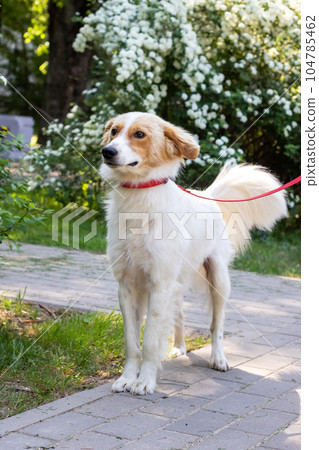 White fluffy dog on a background of flowers 104785462