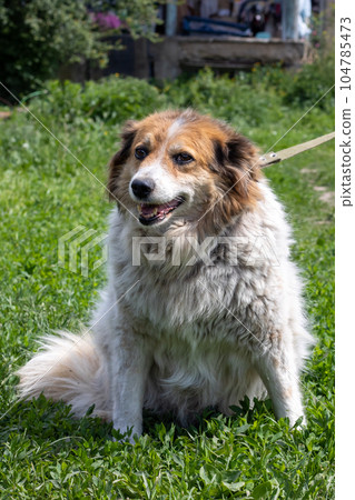 Fat shaggy dog sitting on the grass Fat shaggy dog sitting on the grass 104785473
