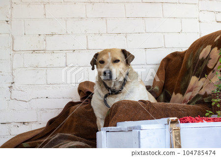 Brown dog with floppy ears close-up portrait 104785474