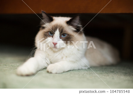 Beautiful young white purebred Ragdoll cat with blue eyes Beautiful young white purebred Ragdoll cat with blue eyes 104785548