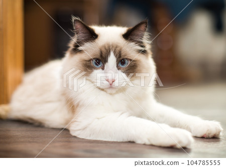 Beautiful young white purebred Ragdoll cat with blue eyes Beautiful young white purebred Ragdoll cat with blue eyes 104785555