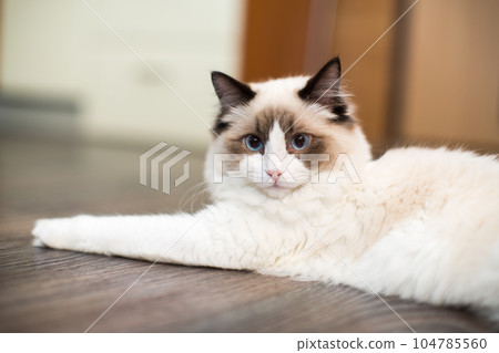 Beautiful young white purebred Ragdoll cat with blue eyes 104785560