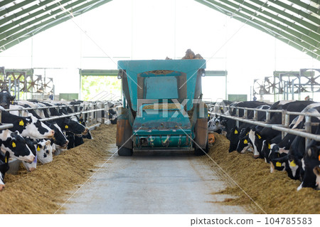 Automatic feed dispenser for cows, modern agricultural cow farm, food and animal concept 104785583