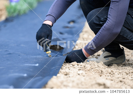 The ground is covered with agrofiber from weeds, a man cuts a place on the agrofiber with a clerical knife The ground is covered with agrofiber from weeds, a man cuts a place on the agrofiber with a clerical knife 104785613