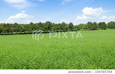 A green field of alfalfa and a blue sky. 104785764