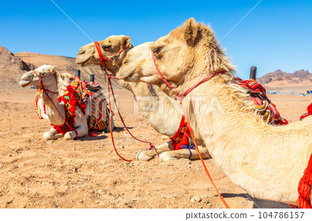 Harnessed riding camels resting in the desrt, Al Ula, Saudi Arabia 104786157